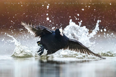 Eurasian Coot (Fulica atra)