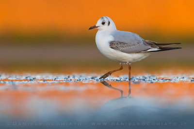 Black-headed Gull (Gabbiano comune)