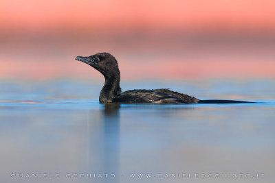 Pygmy Cormorant (Microcarbo pygmeus)