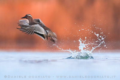 Garganey (Anas querquedula)