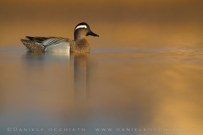 Garganey (Anaz querquedula)