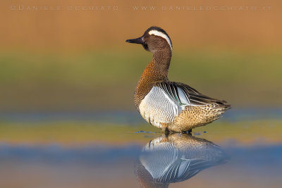 Garganey (Anas querquedula)