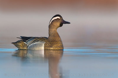 Garganey (Anas querquedula)