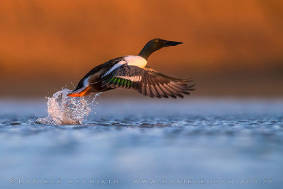 Northern Shoveler (Anas clypeata)