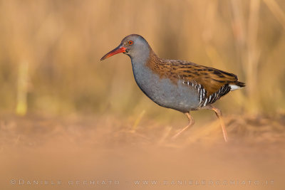 Water Rail (Rallus aquaticus)