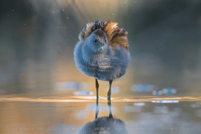 Little Crake (Porzana parva)