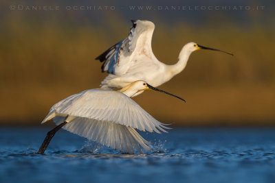 Eurasian Spoonbill (Platalea leucorodia)