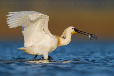 Eurasian Spoonbill (Platalea leucorodia)