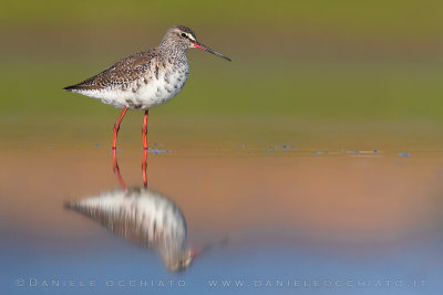 Spotted Redshank (Tring erythopus)