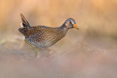 Spotted Crake (Porzana porzana)