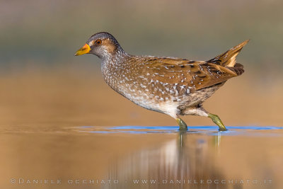 Spotted Crake (Porzana porzana)