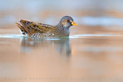 Spotted Crake (Porzana porzana)