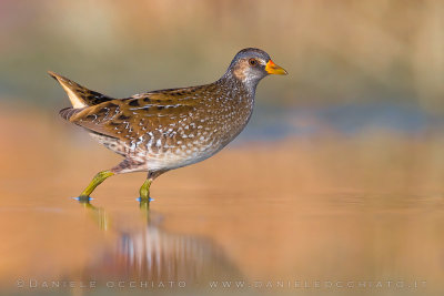 Spotted Crake (Porzana porzana)