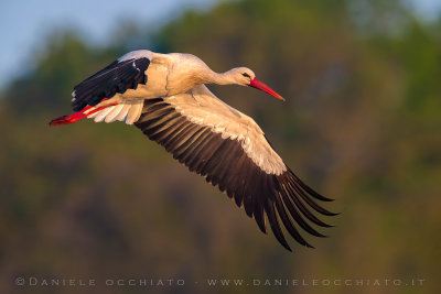 White Stork (Ciconia ciconia)