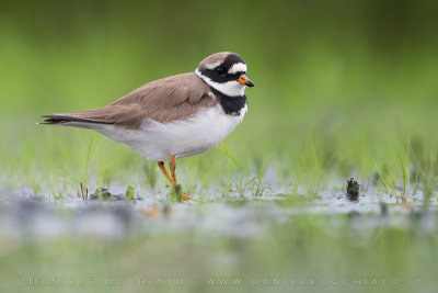 Common Ringed Plover (Charadrius hiaticula)