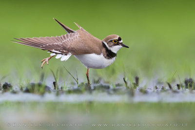 Little Ringed Plover (Charadrius dubius)