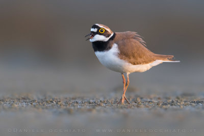 Little Ringed Plover (Charadrius dubius)