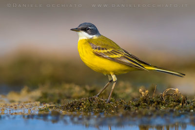 Ashy-headed Wagtail (Motacilla flava cinereocapilla)