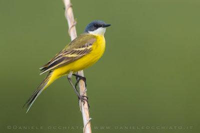 Ashy-headed Wagtail (Motacilla flava cinereocapilla)