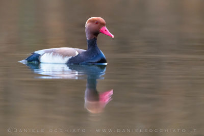 Red-crested Pochard (Netta rufina)