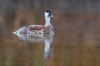 Red-crested Pochard (Netta rufina)