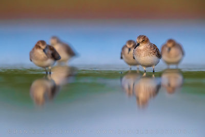 Little Stint (Calidris minuta)