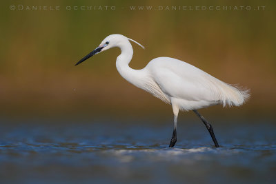 Little Egret (Egretta garzetta)