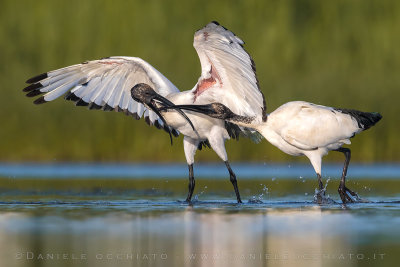 Sacred Ibis (Threskiornis aethiopicus)