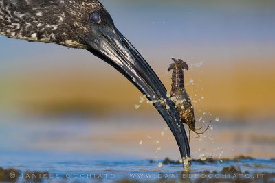 Sacred Ibis (Threskiornis aethiopicus)