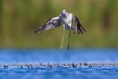 Greenshank (Tringa nebularia)