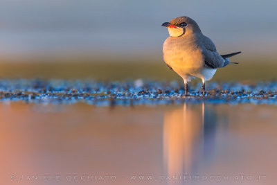 Collared Pratincole (Glareola pratincola)