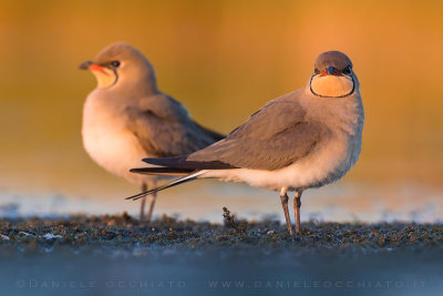 Collared Pratincole (Glareola pratincola)