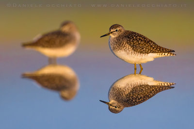 Wood Sandpiper (Tringa glareola)