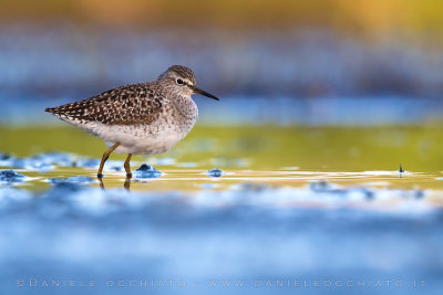 Wood Sandpiper (Tringa glareola)