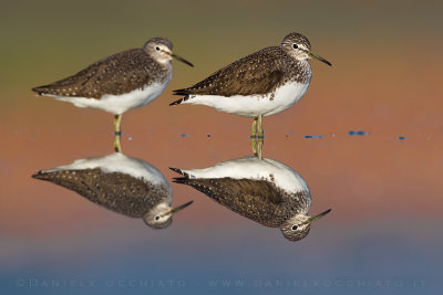 Green Sandpiper (Tringa ochropus)