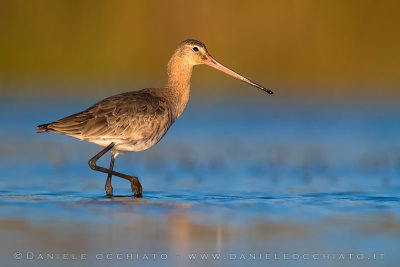 Black-tailed Godwit (Limosa limosa)