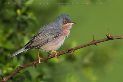 Moltoni's Warbler (Sylvia subalpina)