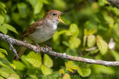 Common Nightingale (Luscinia megarhynchos)