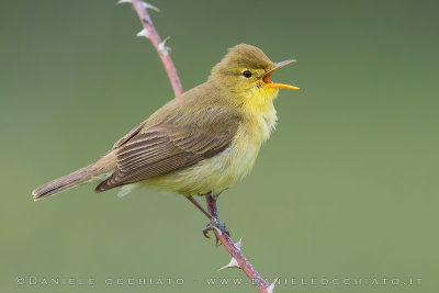 Melodious Warbler (Hippolais polyglotta)