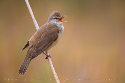 Great Reed Warbler (Acrocephalus arundinaceus)