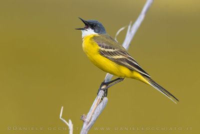 Ashy-headed Wagtail (Motacilla flava cinereocapilla)