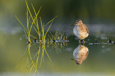 Wood Sandpiper (Tringa glareola)