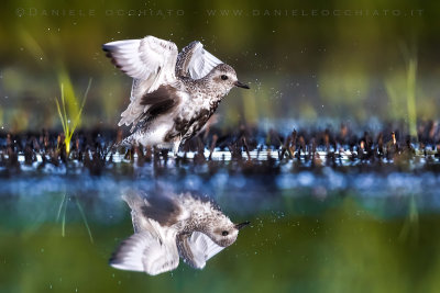 Grey Plover (Pluvialis squatarola)