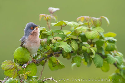 Moltoni's Warbler (Sylvia subalpina)