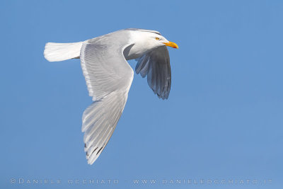 Viking Gull (Larus hyperboreus X Larus argentatus argenteus)