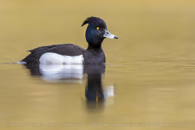 Tufted Duck (Aythya fuligula)