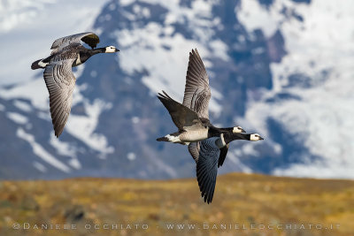 Barnacle Goose (Branta leucopsis)