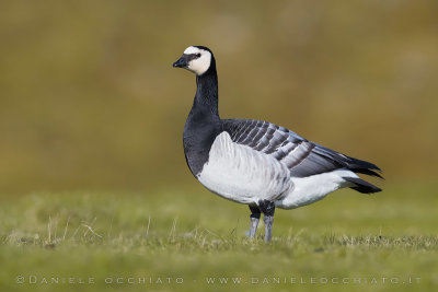 Barnacle Goose (Branta leucopsis)