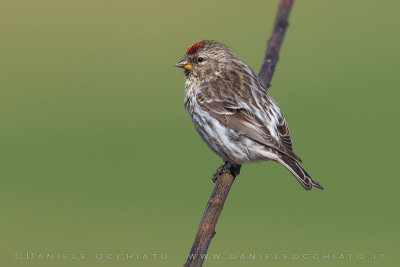 Mealy Redpoll (Organetto)