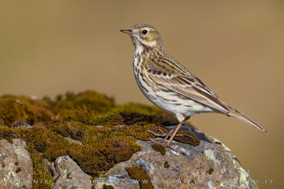 Meadow Pipit (Anthus pratensis)